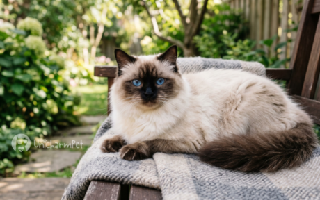 Kucing Bermata Biru